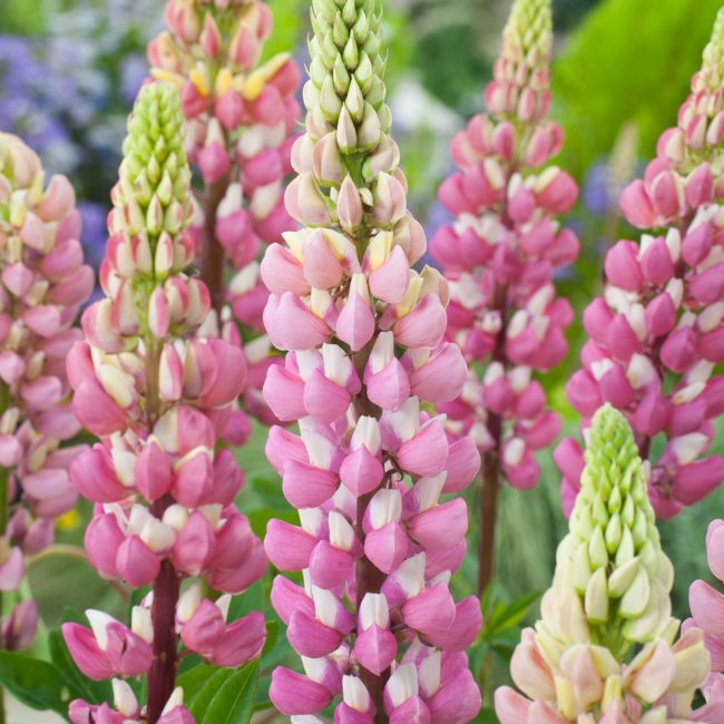 Lupins Châtelain