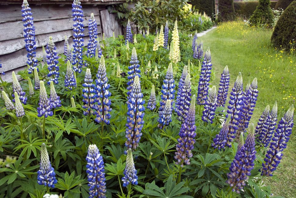 Gouverneur des Lupins