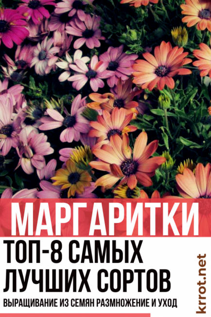 plantation et entretien des marguerites