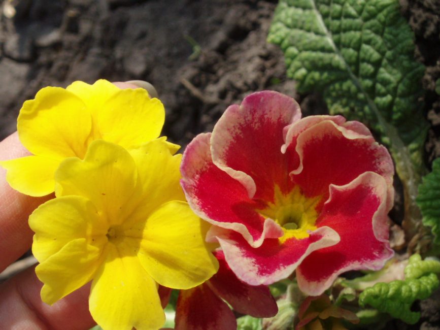 Primevère en fleur. La coloration très douce se réchauffe à la chaleur.