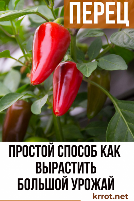 plantation et entretien du poivron