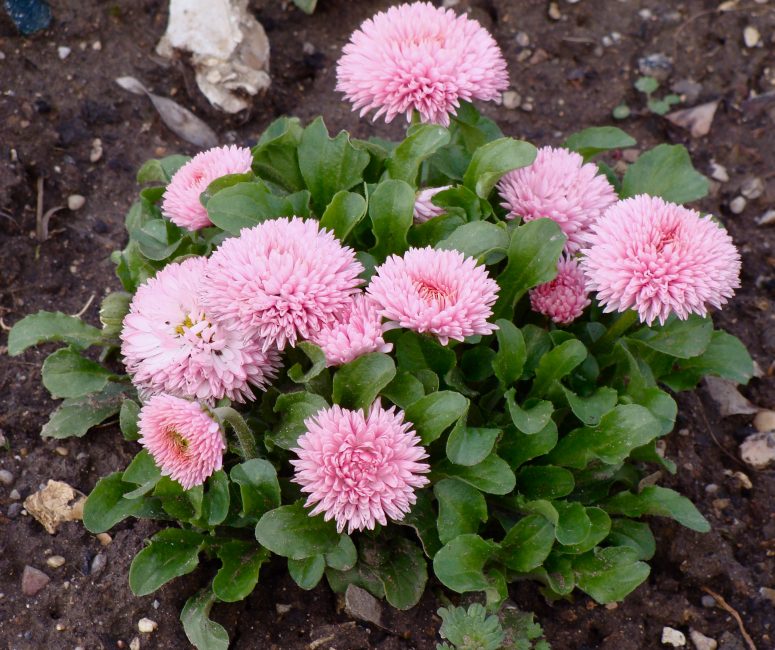 Grade Robella (timide)