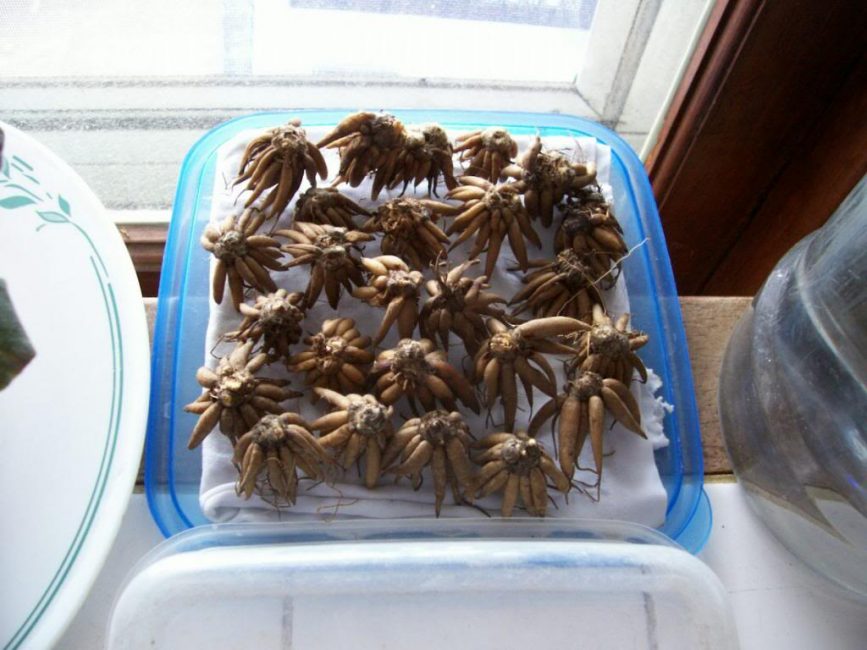 planter des tubercules