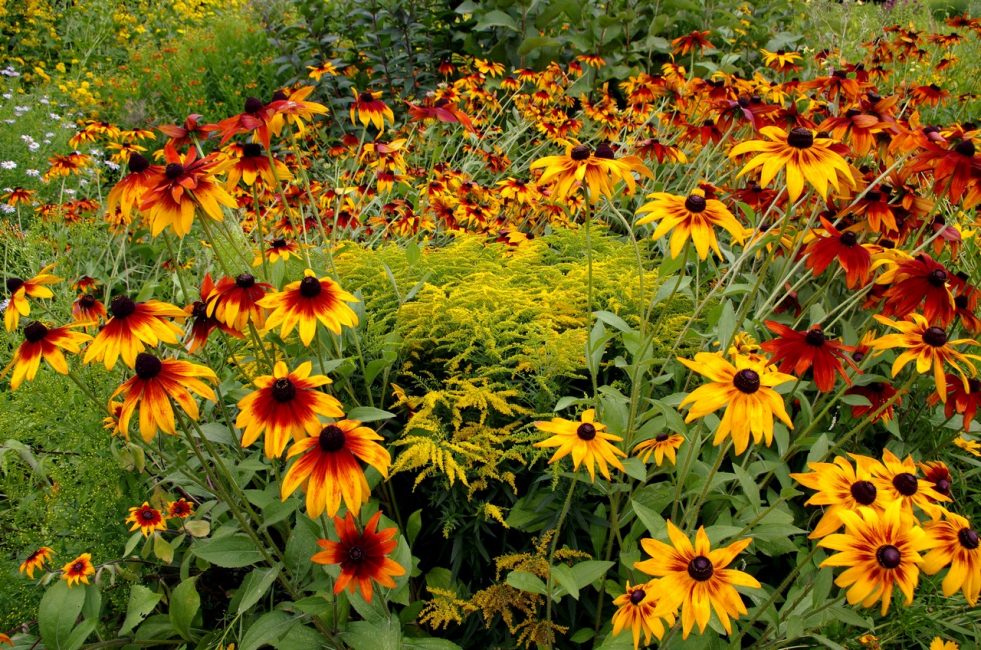 Rudbeckia poilu - comme une lumière vive scintille avec ses couleurs chaudes.