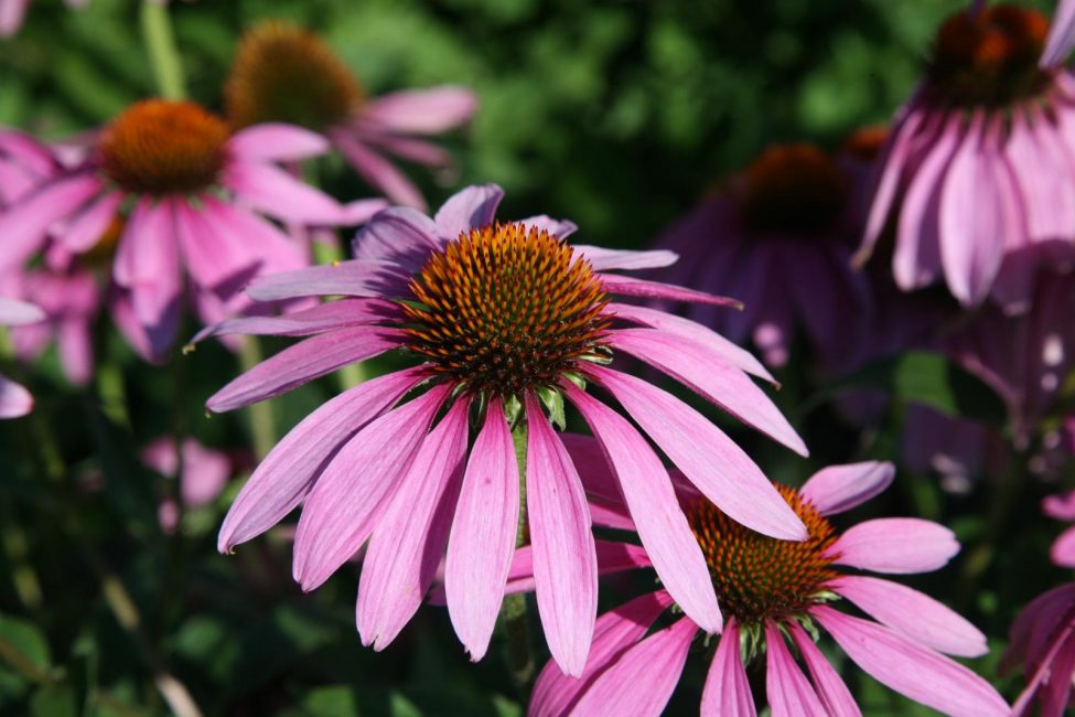 Les belles fleurs violettes de Rudbeckia (Echinacea) sont utilisées pour créer des arrangements floraux dans le jardin et sur la pelouse. Les couleurs vives rendent cette variété plus rentable.