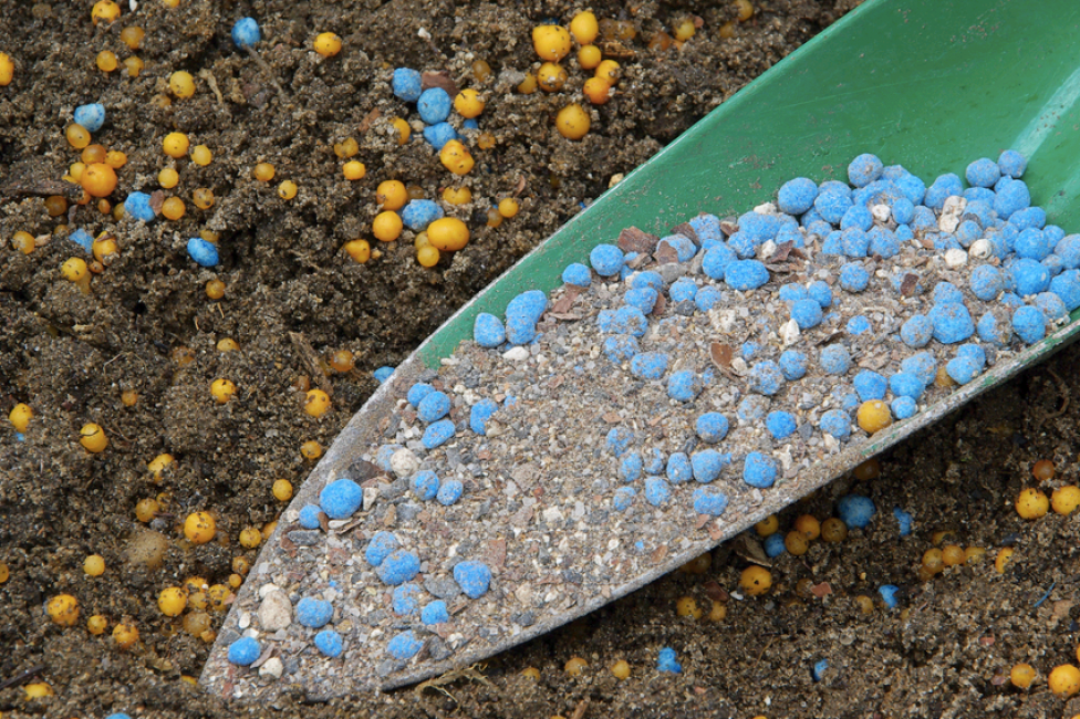 Engrais pour lobelia