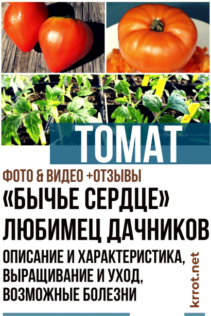 Tomate coeur de taureau