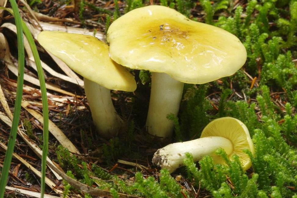 champignon verdier