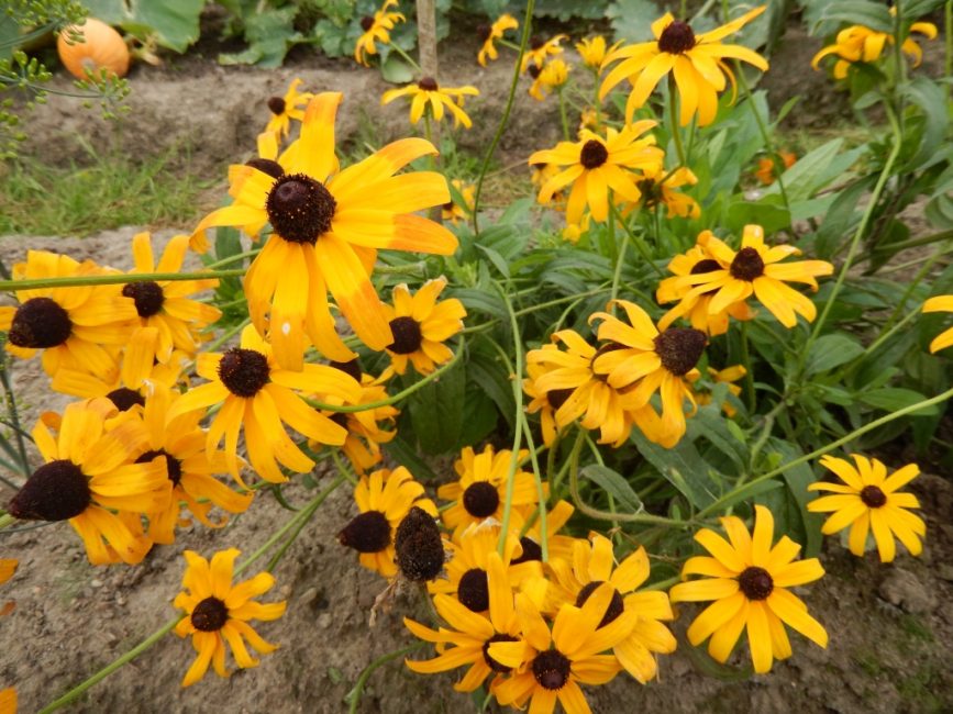 Variété Ambre. En effet, la plante ressemble à des gouttes d'ambre.