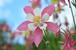 Aquilegia : 25 espèces les plus courantes, règles de plantation, d