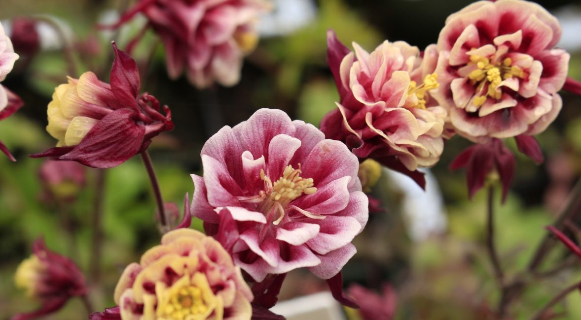 Aquilegia Winky