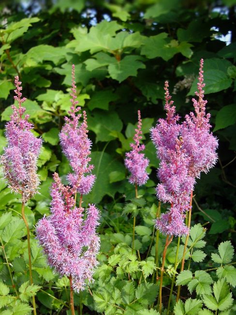 Astilbes en conditions naturelles