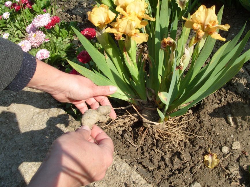 Iris avant de diviser le rhizome