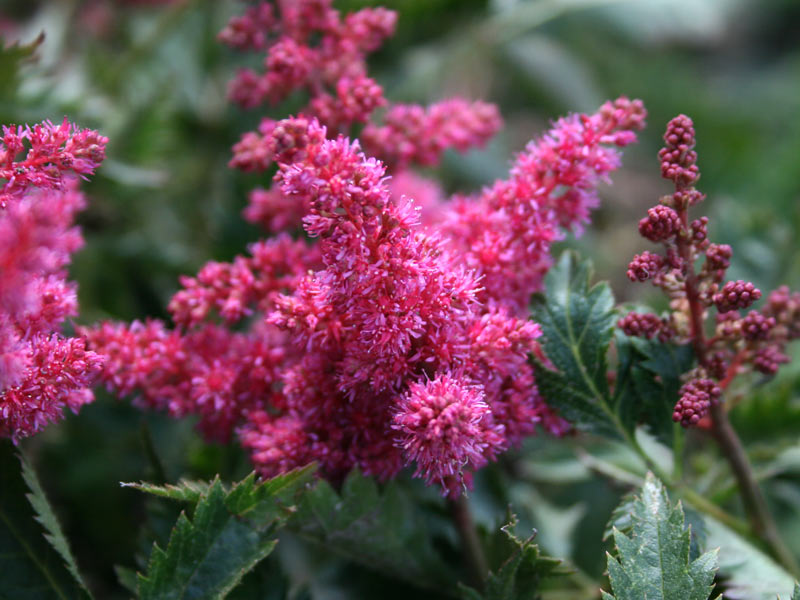 Astilbe Brême