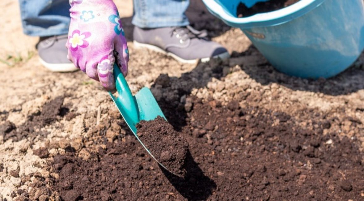 Les sols fertiles neutres sont les mieux adaptés pour une culture réussie de la plante.