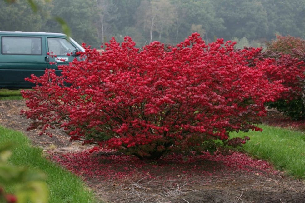Nain Euonymus
