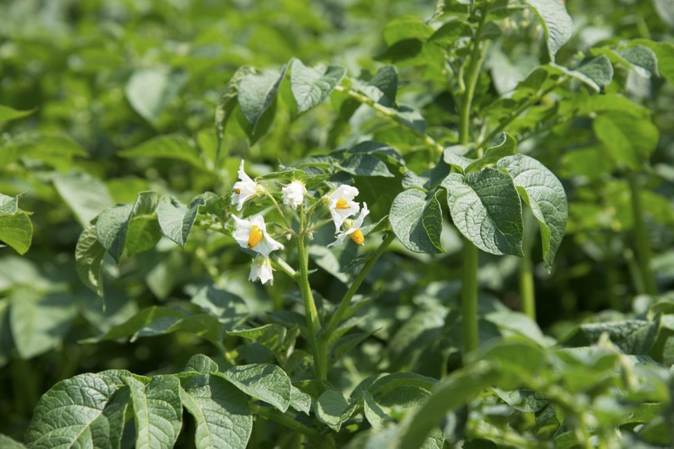 Pommes de terre à fleurs plantées en pleine terre