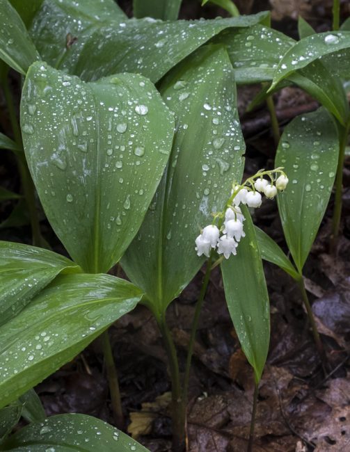 Montagne Convallaria majalis montana