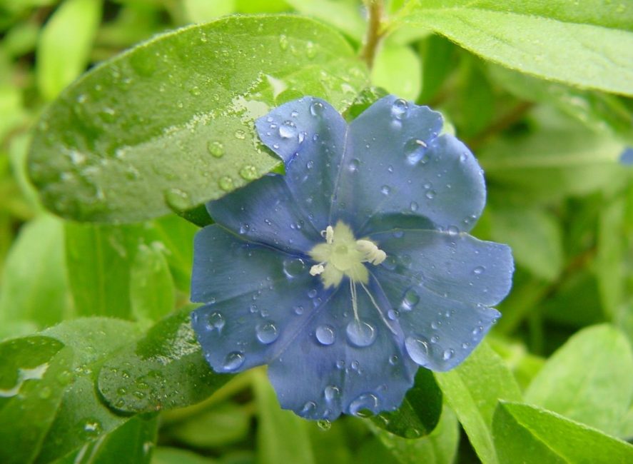 Les gens attribuent des qualités magiques à la pervenche.