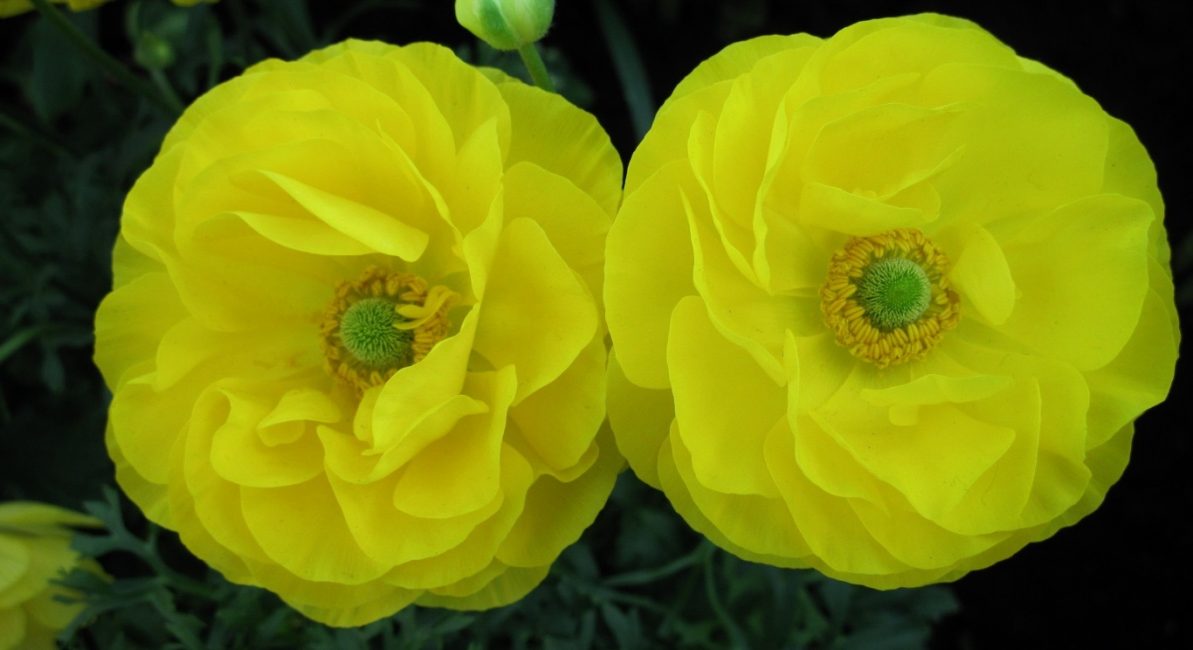 Variété de renoncule asiatique