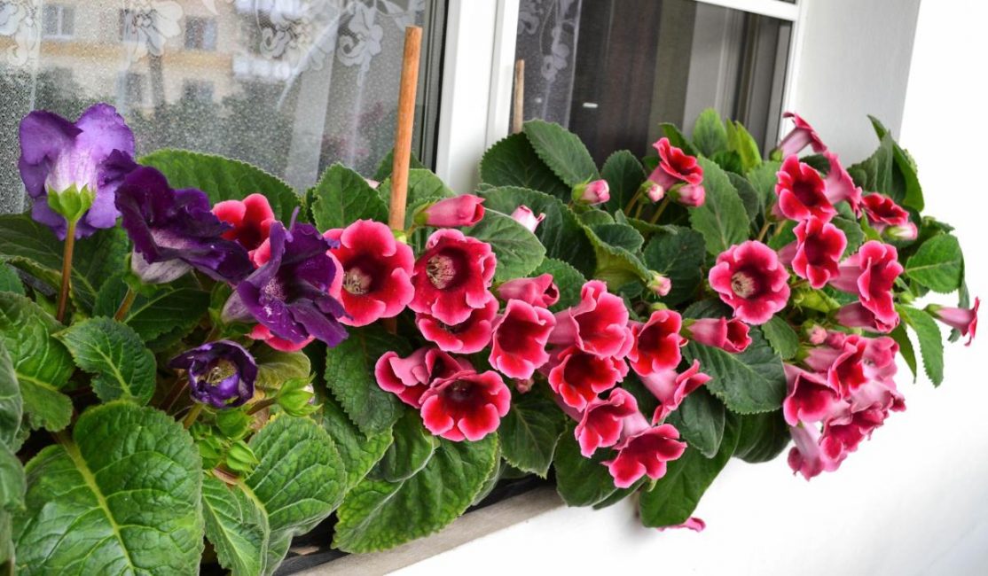 Gloxinia Yesenia