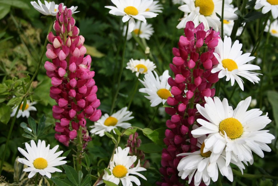Beauté de différents types de fleurs (marguerites et lupins)