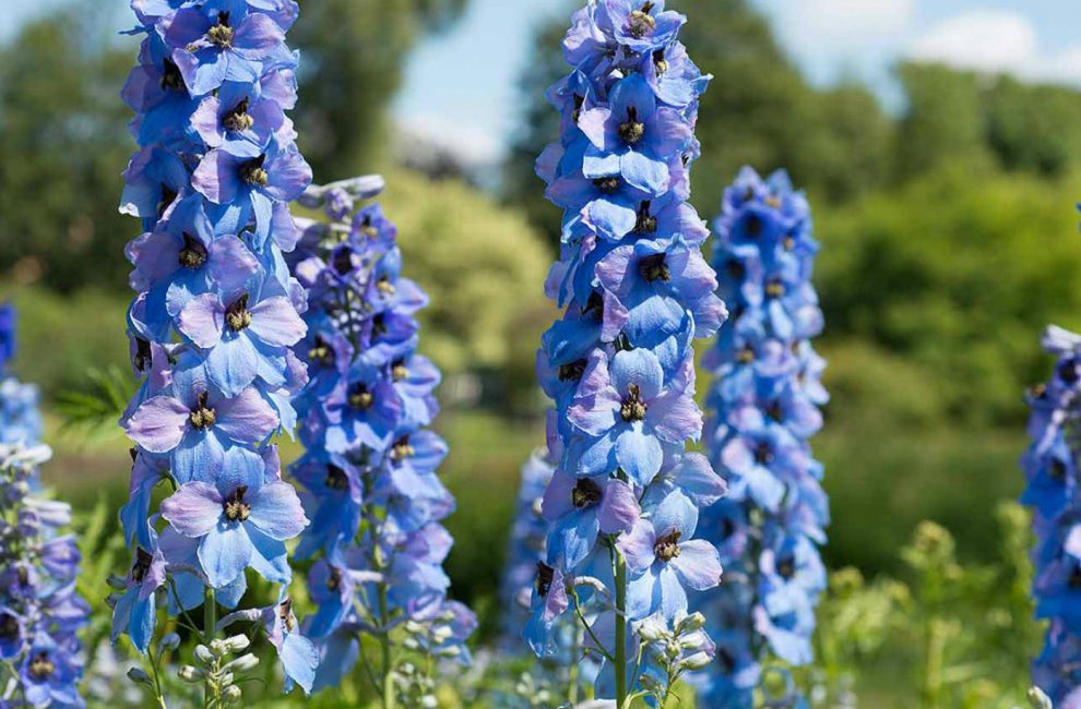 Delphinium Ajax.