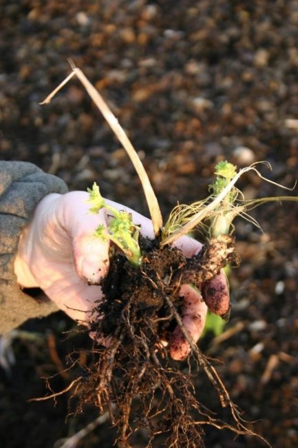 L'utilisation de rhizomes dans la propagation de variétés précieuses de delphiniums est une garantie de la préservation de la variété