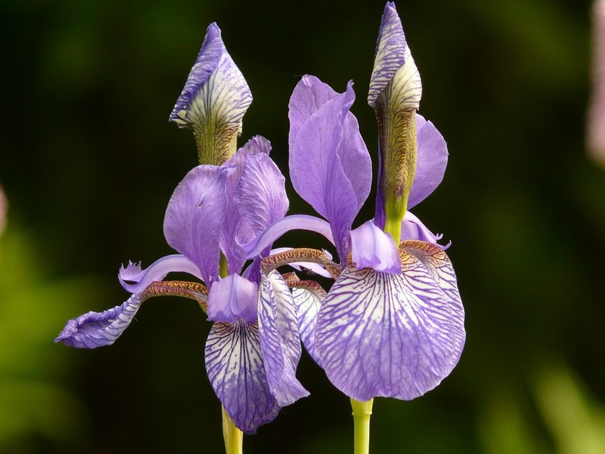 Iris