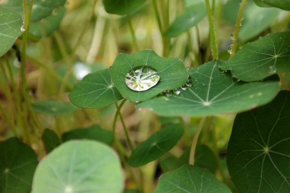 Les gouttelettes d'eau sur les feuilles par une journée ensoleillée peuvent causer des brûlures.