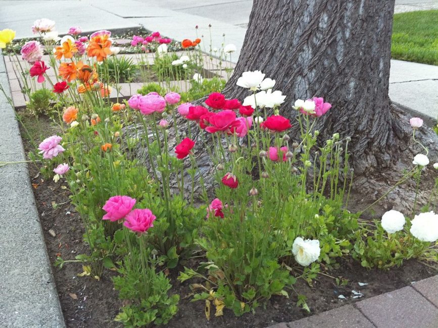 Parterre de fleurs avec renoncules