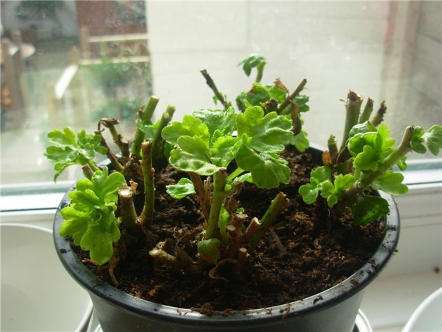 Chrysanthème bien coupé