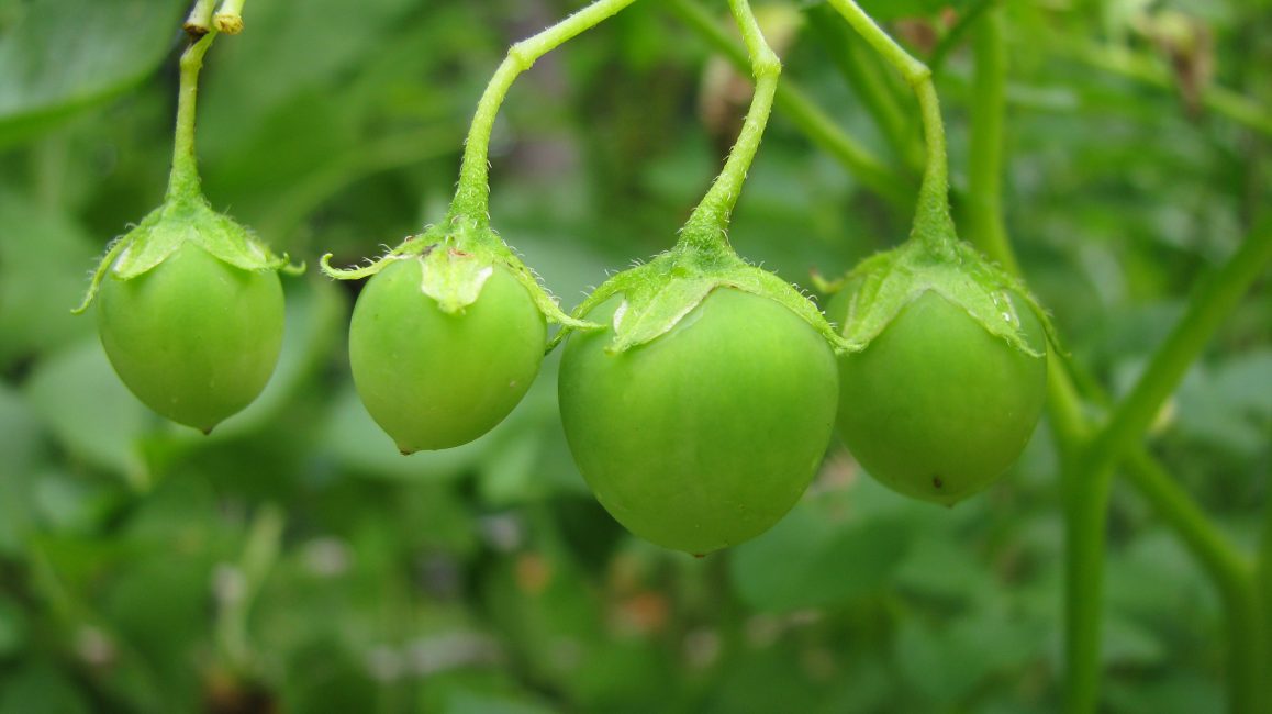 Baie de pomme de terre avec des graines