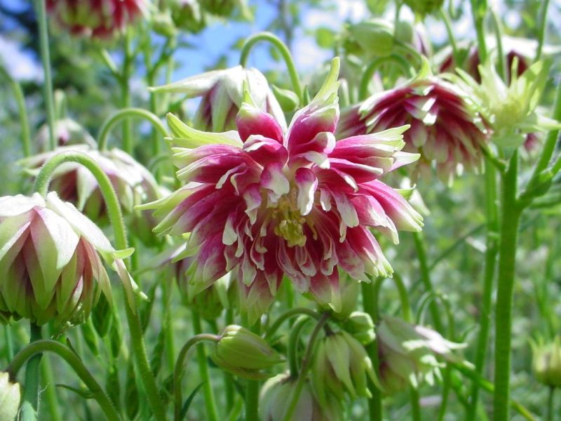 Aquilegia vulgaris Nora Barlow