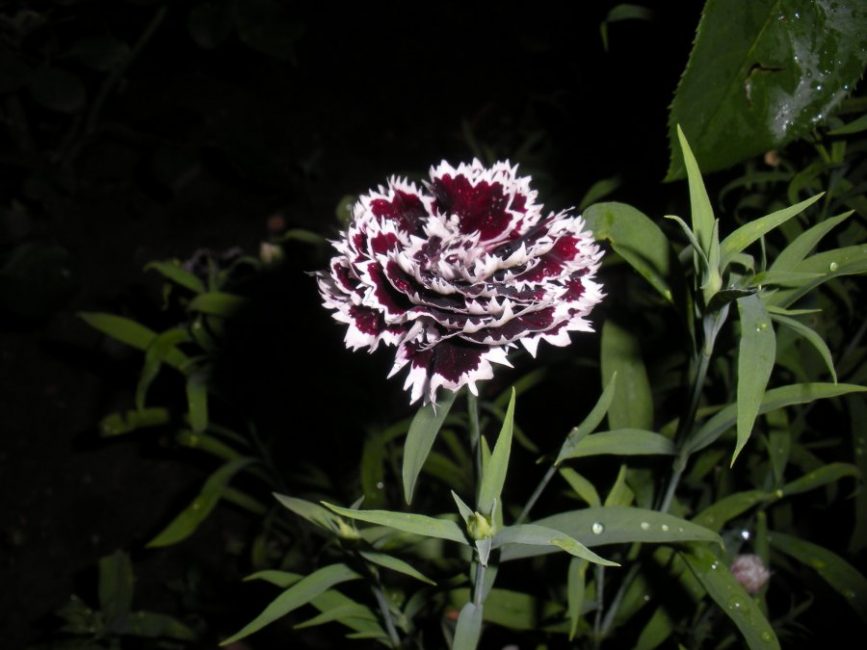 Oeillet annuel de la variété Chianti