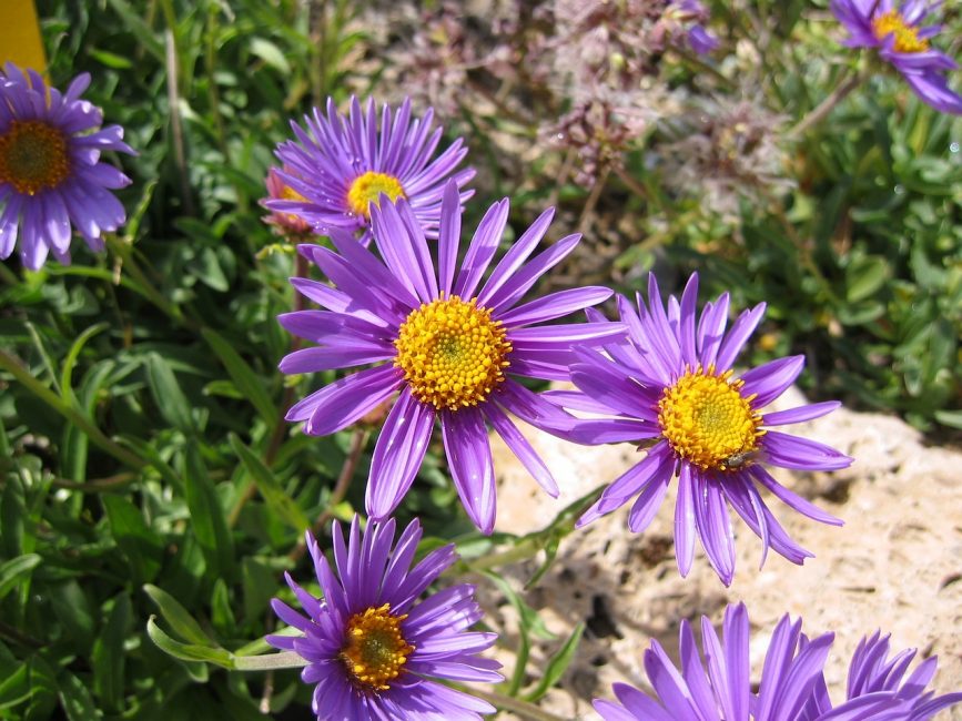 Pour les asters, les endroits caressés par la lumière du soleil sont propices.