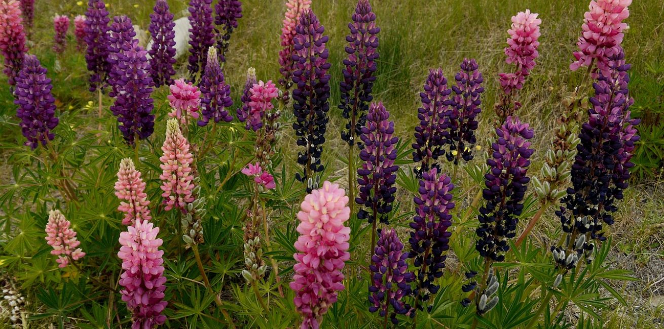 Le lupin est l'une des plantes les plus résistantes du jardin et des parterres de fleurs, il peut parfaitement survivre sans top dressing ni arrosage.