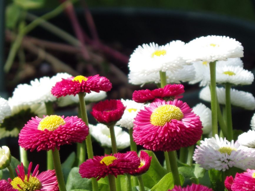 Marguerites blanches et rouges