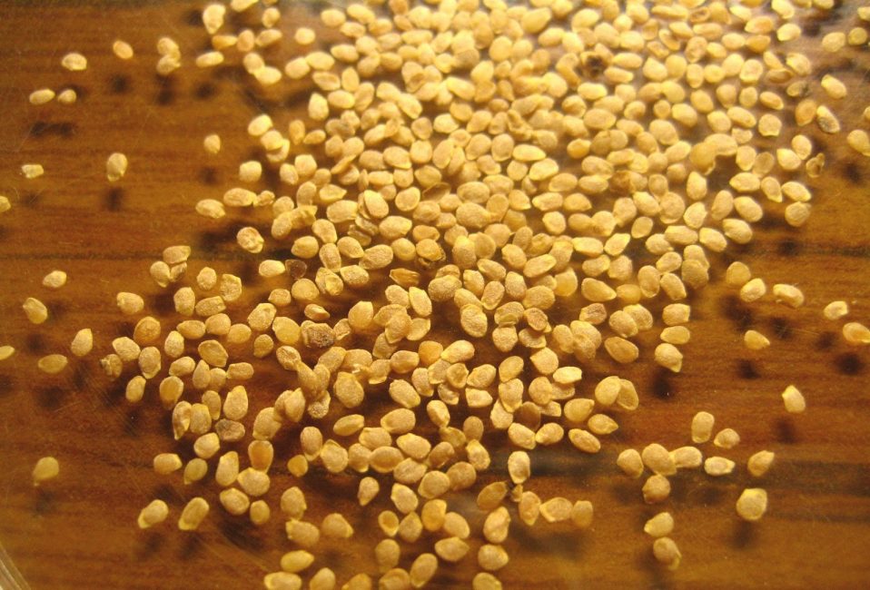 Graines de pommes de terre séchées