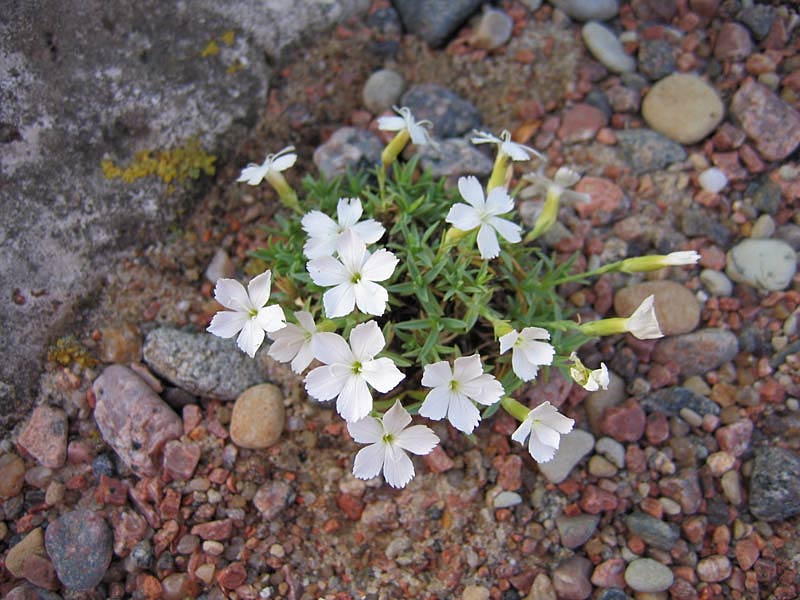 Albus de qualité herbe d'oeillet