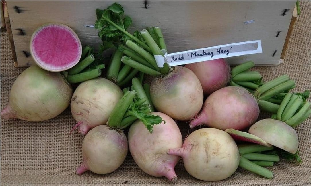 radis manhang hong