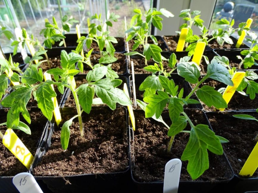 Durcissement des semis