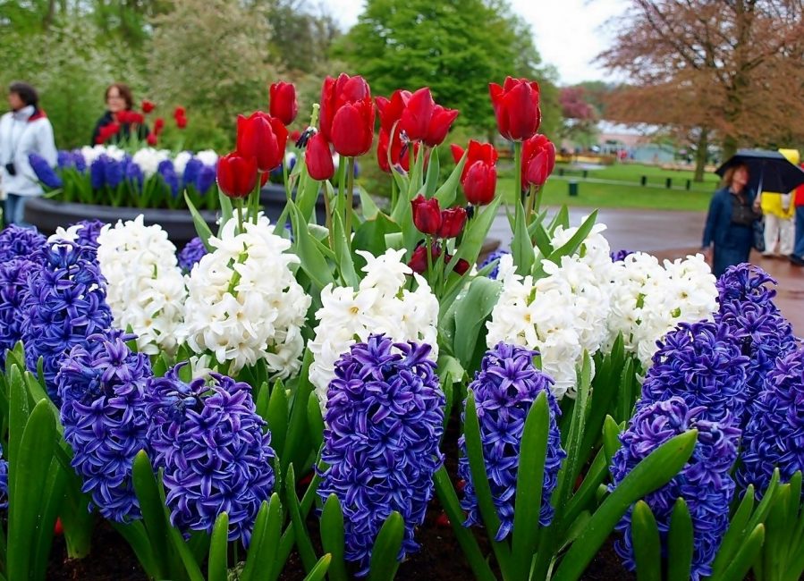 Trois types de bulbes dans un parterre de fleurs