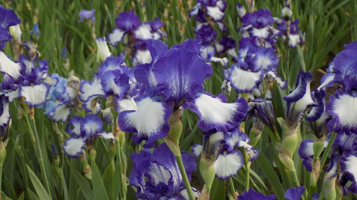 De belles fleurs d'iris captivent par leur légèreté et leur tendresse.