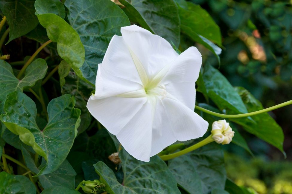 Fleur de lune d'Ipomoea