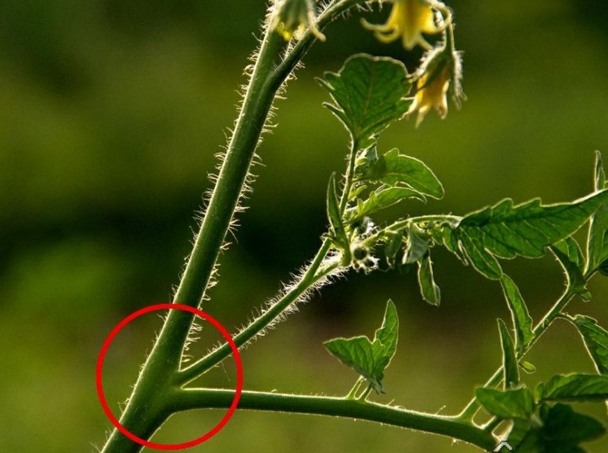 Le cœur de Tomato Bull a besoin d'être pincé