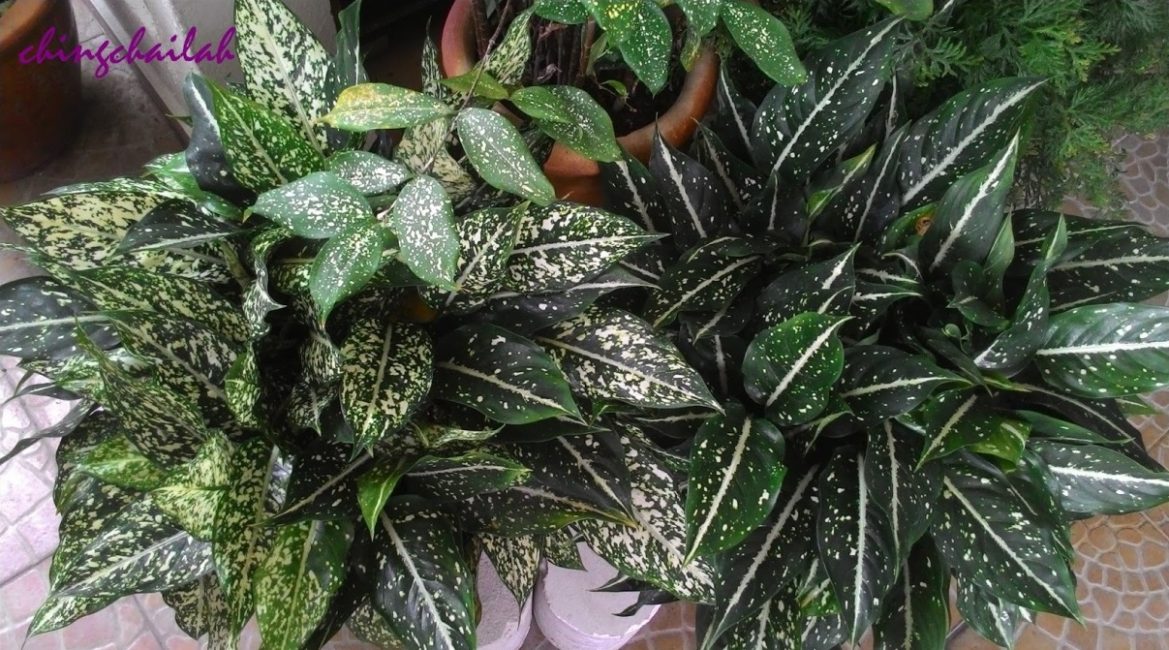 Aglaonema nervuré