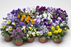 Pensées : 10 espèces, une description du processus de croissance à partir de graines en plein champ et de semis à la maison, l