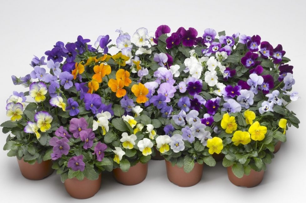 Les pensées symbolisent le véritable amour