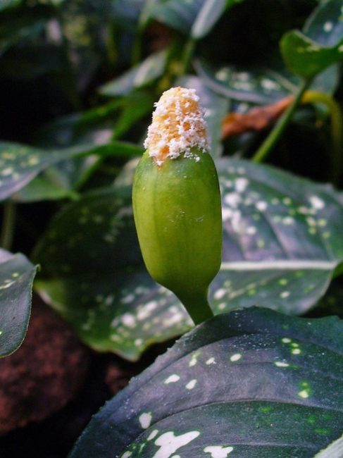 Fleur côtelée Aglaonema